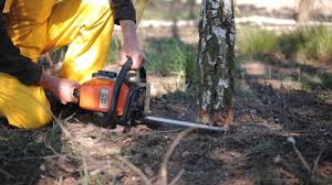 Best Tree Trimming and Pruning  in Bear Creek, AK