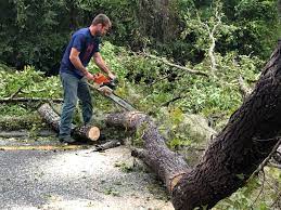 Best Root Management and Removal  in Bear Creek, AK