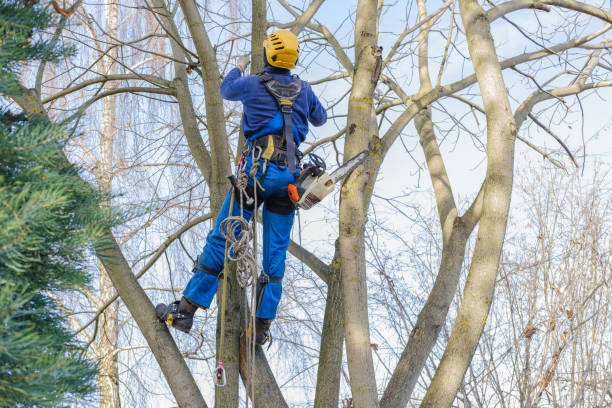 How Our Tree Care Process Works  in  Bear Creek, AK